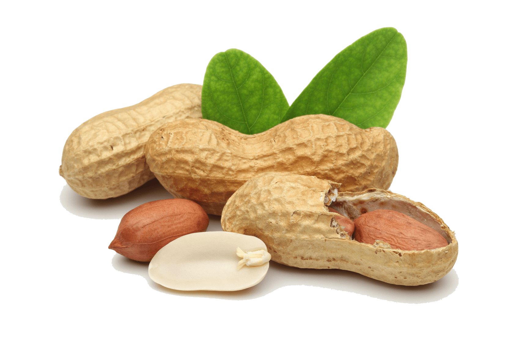 Groundnut