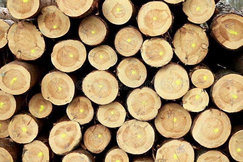 Tropical Timber